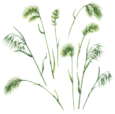 Hand drawn floral set. Watercolor wild grasses isolated on white background.  Wild oats  and bluegrass sketch.の写真素材