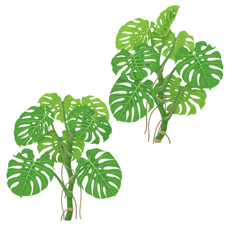 Monstera plants isolated on white background. Tropical liana with green fronds and air roots.  Vector flat illustration.のイラスト素材