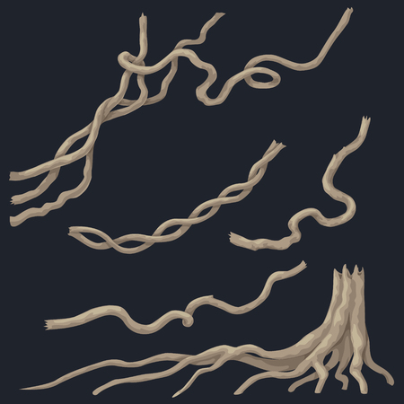 Liana branches set and tree stump with roots isolated on dark background. Woody climbing plant of tropical rainforest.のイラスト素材