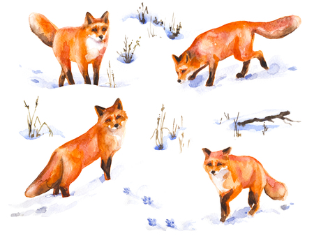 Watercolor painting.  Hand drawn  animalistic illustration. Red fox set. Aquarelle  sketch of wild  predator motion.  Winter scene with snow covered field and dried grass.の写真素材