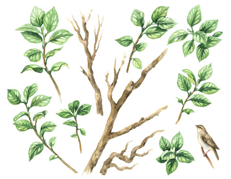Watercolor painting.  Hand drawn illustration. Aquarelle set  of tree branches and green leaves. Foliage elements isolated on white.の写真素材