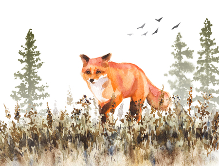 Watercolor painting.  Hand drawn  animalistic illustration. Red fox walking on fading meadow.  Autumn scene with wild predator motion, fir-trees in mist and dried grass.の写真素材