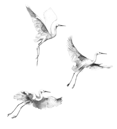 Watercolor painting.  Hand drawn illustration. White flying storks isolated on blank background. Bird flight monochrome aquarelle sketch.  の写真素材