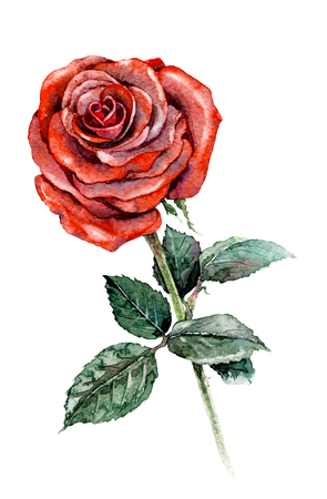 Watercolor painting. Hand drawn illustration rose branch. Big flower with red petals and green leaves isolated on white. の写真素材