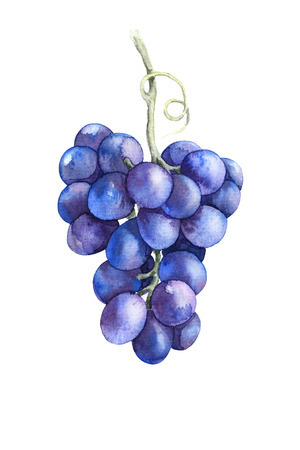 Watercolor Painting.  Hand drawn ripe blue grapes isolated on white. Grape bunch sketch.の写真素材