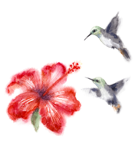Watercolor painting.  Hand drawn humming birds and flower isolated on white. Small hummingbirds flying near red hibiscus.  Aquarelle sketch in wet technique.の写真素材