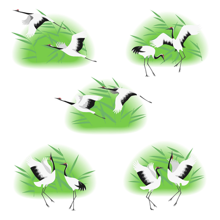 Simple image of dancing and flying japanese cranes in reed thickets isolated on white background. Red-crowned stork moving in dance and flight. Birds group flat illustration.のイラスト素材