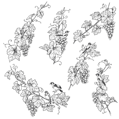 Hand drawn goldfinches sitting on grape branches with berries. Monochrome set of birds and grapes.Vector sketch.のイラスト素材