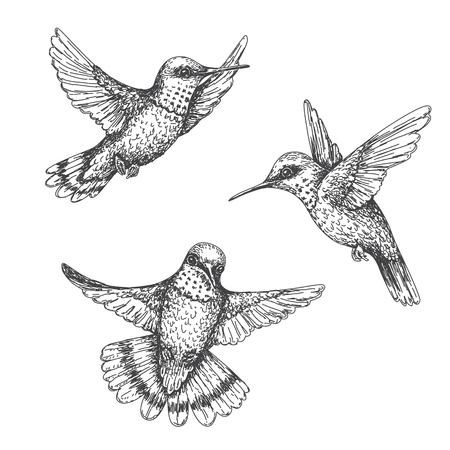 Hand drawn humming birds isolated on white. Monochrome flying hummingbirds set.  Front and side view colibri flight. Vector sketch.