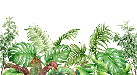 Hand drawn tropical plants. Seamless line horizontal border made with watercolor exotic green rainforest leaves on white background. の写真素材