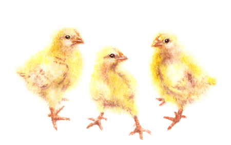 Hand drawn group of yellow chickens isolated on white background. Young poultry watercolor sketch in wet technique.の写真素材