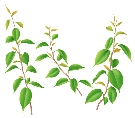Tree branches set with big and small young leaves isolated on white. Realistic springtime foliage 3d illustration.のイラスト素材