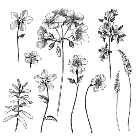 Hand drawn set of flowers and leaves of wild plants isolated on white background. Pencil drawing monochrome different floral elements.の写真素材