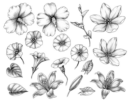 Hand drawn set of hibiscus, lily, and bindweed flowers isolated on white background. Pencil drawing monochrome floral elements in vintage style.の写真素材