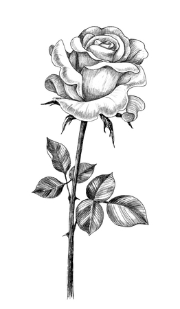 Hand drawn rose flower bud with leaves isolated on white background. Pencil drawing monochrome flower in vintage style.の写真素材