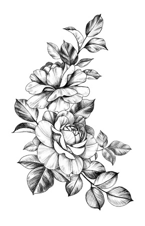 Hand drawn rose bunch with two flower and leaves isolated on white background. Pencil drawing monochrome floral composition in vintage style.の写真素材