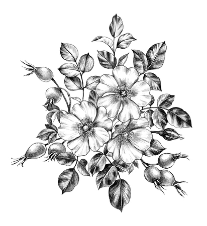 Hand drawn floral bunch with Dog-Rose flowers, berries and leaves isolated on white background. Pencil drawing monochrome elegant composition in vintage style.の写真素材