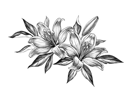 Hand drawn floral bunch with two Lily and leaves isolated on white background. Pencil drawing monochrome elegant flower composition in vintage style.の写真素材