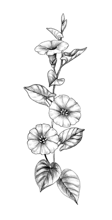 Hand drawn Bindweed flower with leaves isolated on white background. Pencil drawing monochrome elegant floral composition in vintage style.の写真素材