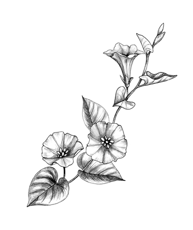 Hand drawn Bindweed branch with flower and leaves isolated on white background. Pencil drawing monochrome elegant floral composition in vintage style.の写真素材