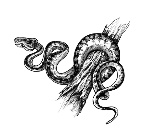 Hand drawn Garden Tree Boa creeping on wooden stump. Pencil drawing monochrome Python isolated on white background. Animalistic illustrations in vintage style, t-shirt design, tattoo art.の写真素材
