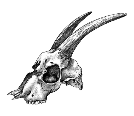 Hand drawn Goat Skull isolated on white background. Pencil drawing cranium side view in vintage style, t-shirt design, tattoo art. の写真素材