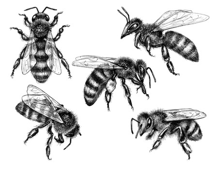 Hand drawn bees isolated on white background. Pencil drawing monochrome sitting and flying honeybees. Insect  set side and top view.の写真素材