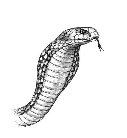 Hand drawn cobra with tongue and hood isolated on white background. Pencil drawing monochrome snake head.の写真素材