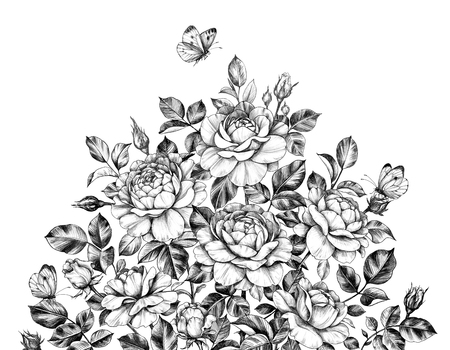 Hand drawn rose bush and flying butterfly isolated on white background. Pencil drawing flowers, leaves, buds and insects monochrome elegant composition in vintage style.の写真素材