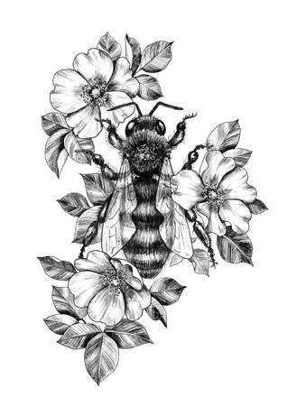 Hand drawn big bee decorated Dog-Roses isolated on white background. Pencil drawing monochrome honeybee among flowers. Elegant floral composition in vintage style, t-shirt design, tattoo art.の写真素材