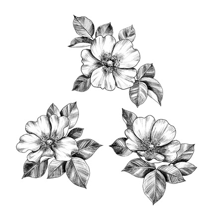 Hand drawn floral bunches  with Dog-Rose flowers and leaves isolated on white background. Pencil drawing monochrome elegant composition in vintage style, t-shirt design, tattoo art.の写真素材