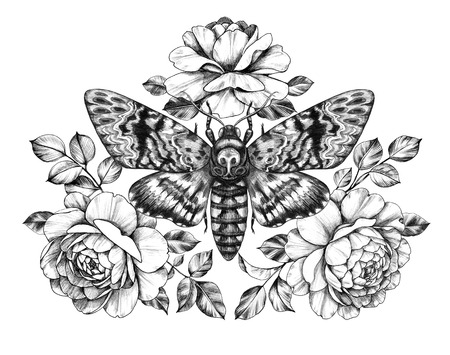 Hand drawn Acherontia Styx butterfly and Rose flowers on white. Pencil drawing monochrome elegant floral composition with Death's-Head Hawkmoth top view. Illustration in vintage style, tattoo art.の写真素材