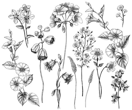 Hand drawn wildflowers set isolated on white background. Pencil drawing monochrome wild plants floral elements.の写真素材
