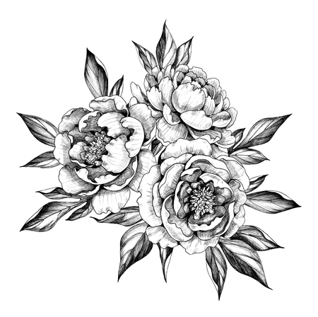 Hand drawn floral bunch with three Peony flowers and leaves isolated on white background. Pencil drawing monochrome elegant composition in vintage style.の写真素材