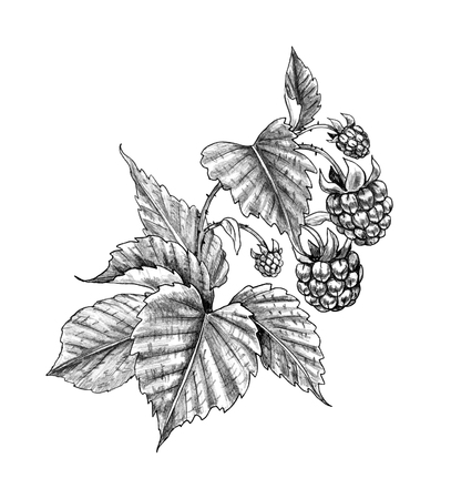 Hand drawn raspberry branch isolated on white background. Monochrome sketch of ripe berries. Pencil drawing.の写真素材