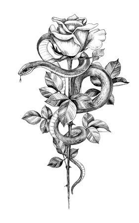 Hand drawn twisted Snake with rose on high stem  isolated on white. Pencil drawing monochrome serpent and flower. Floral vertical illustration in vintage style, t-shirt design, tattoo art.