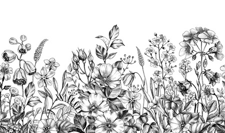 Seamless border made with hand drawn monochrome meadow  plants, dog rose and wildflowers in row on white background. Pencil drawing  elegance floral pattern  in vintage style.の写真素材