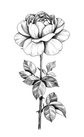Hand drawn single rose flower with leaves isolated on white background. Pencil drawing monochrome flower in vintage style.の写真素材