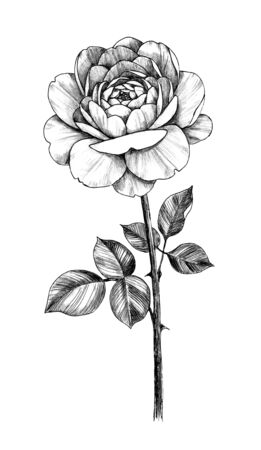 Hand drawn single rose flower with leaves isolated on white background. Pencil drawing monochrome floral illustration in vintage style.の写真素材