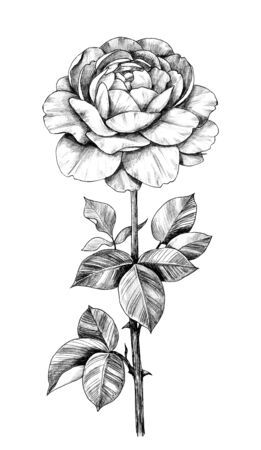 Hand drawn single rose branch with flower and leaves isolated on white background. Pencil drawing monochrome floral illustration in vintage style.の写真素材