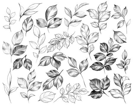 Hand drawn set of  various leaves isolated on white background. Pencil drawing monochrome floral elements in vintage style.の写真素材