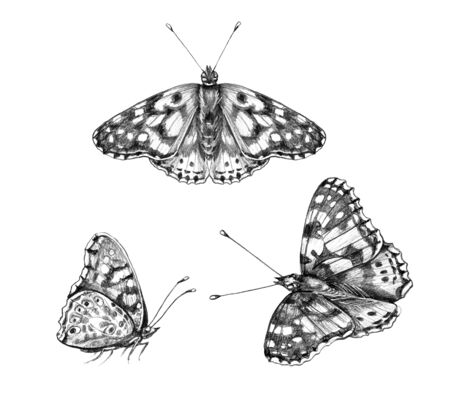 Hand drawn butterflies isolated on white background. Pencil drawing monochrome sitting and flying butterfly. Insect side and top view. Illustration in vintage style, t-shirt design, tattoo art. の写真素材