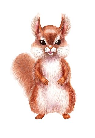 Hand drawn red squirrel isolated on white background. Pencil drawing.cartoon illustration of cute furry rodent with tail.  の写真素材