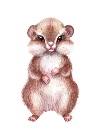 Hand drawn hamster isolated on white background. Pencil drawing.cartoon illustration of cute furry rodent with big  cheeks.  の写真素材