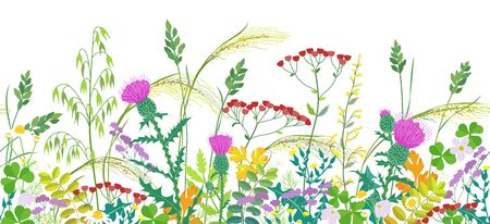 Seamless line horizontal border made with summer meadow plants. Grass and colorful wild flowers in row on white background.  Floral natural pattern vector flat illustration.のイラスト素材