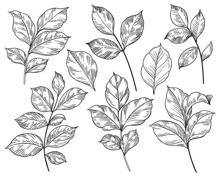 Hand drawn different leaves set isolated on white background. Monochrome floral elements, plant parts vector sketch.のイラスト素材