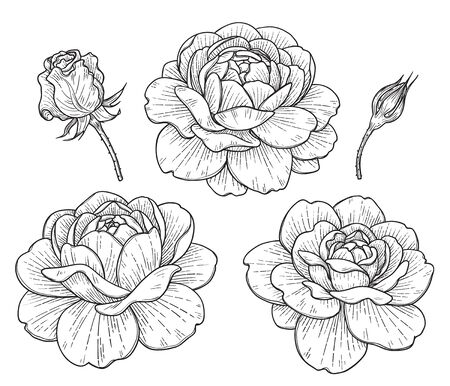 Hand drawn set of big rose flower heads and buds isolated on white background. Monochrome floral elements, plant parts vector sketch in vintage style.のイラスト素材