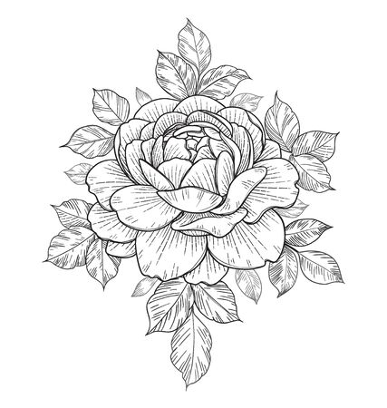 Hand drawn rose flower head and leaves isolated on white background. Vector line art monochrome elegant floral composition in vintage style, t-shirt, tattoo design, coloring page. のイラスト素材