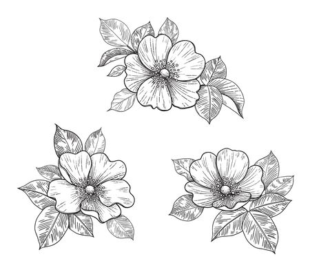 Hand drawn floral set with dog-rose flowers and leaves isolated on white. Vector line art monochrome elegant floral composition in vintage style, t-shirt, tattoo design, coloring page, wedding decorationのイラスト素材