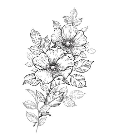 Hand drawn dog-rose branch with flowers and leaves isolated on white. Vector line art monochrome elegant floral composition in vintage style, tattoo design, coloring page, wedding decoration.のイラスト素材